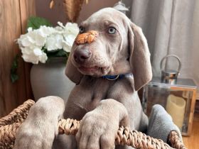 Weimaraner