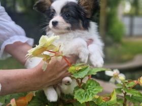 Papillon Rüden Welpe - Austellungsklasse von