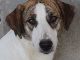 Mariela, geb. ca. 02/2022, lebt in GRIECHENLAND, im städt. Tierheim Serres