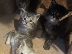 Maine Coon Babys mit Stammbaum