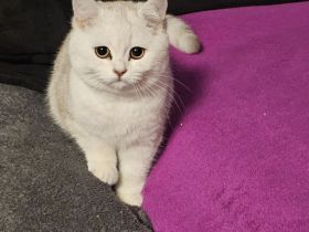 1 Britische Kurzhaar 