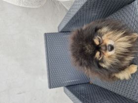 Hunde Friseursalon Lupu