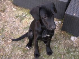 Mix-Welpen abzugeben