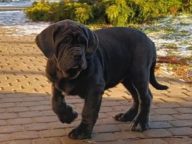 Mastiff of Naples, puppies- Masino Napoletano (FCI)