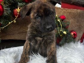 Belgischer Schäferhund