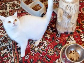 BKH Britisch Kurzhaar Kater und Katze