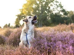 *2 Jährige Herdenschutzhündin sucht neues Zuhause*