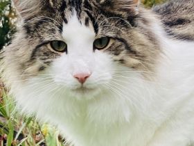 Dilleo Forest’s Cats