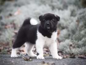 American akita puppy/welpe