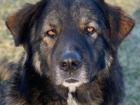 Clark, geb. ca. 02/2022, lebt in GRIECHENLAND, im städt. Tierheim Serres