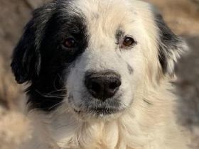 Colias, geb. ca.02/2018, lebt in GRIECHENLAND, im städt. Tierheim Serres