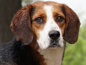 Collo, geb. ca. 06/2019, lebt in GRIECHENLAND, auf einer privaten Pflegestelle