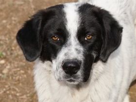 Dino, geb. ca. 01/2022, lebt in GRIECHENLAND, im städt. Tierheim Serres