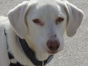 Hammy, geb. ca. 10/2022, lebt in GRIECHENLAND, auf einer privaten Pflegestelle