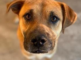 Jordan, geb. ca. 02/2022, lebt in GRIECHENLAND, im städt. Tierheim Serres