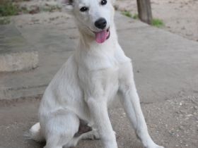 Caruso, neugieriger, sportlicher, junger Hundejunge, 47 cm groß, 8 Monate alt, Rüde, kastriert