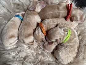 Havapoo ähnlich wie Maltipoo