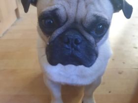 Liebevoller familiärer Retro Mops Deckrüde