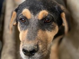 Adina, geb. ca. 11/2022, lebt in GRIECHENLAND, im städt. Tierheim Serres