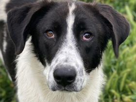 Dario Lorenzo, geb. ca. 11/2022, lebt in GRIECHENLAND, im städt. Tierheim Serres