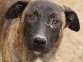 Daria, geb. ca. 12/2022, lebt in GRIECHENLAND, auf einer privaten Pflegestelle