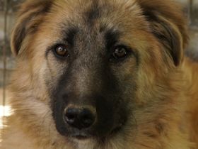 Hanja, geb. ca. 12/2022, lebt in GRIECHENLAND, auf einer privaten Pflegestelle