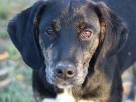 Novalina, geb. ca. 03/2022, lebt in GRIECHENLAND, auf einem Gelände, auf dem die Hunde notdürftig ve