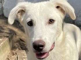 Nippon, geb. ca. 02/2022, lebt in GRIECHENLAND, auf einer privaten Pflegestelle