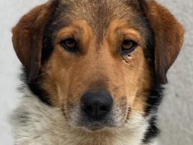 Noah, geb. ca. 10/2020, lebt in GRIECHENLAND, im städt. Tierheim Serres