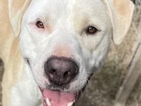 Tyson, geb. ca. 11/2022, lebt in GRIECHENLAND, im städt. Tierheim Serres