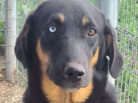 Harvard, geb. ca. 05/2022, lebt in GRIECHENLAND, im städt. Tierheim Serres