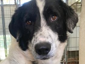 Valentino, geb. ca. 05/2021, lebt in GRIECHENLAND, im städt. Tierheim Serres