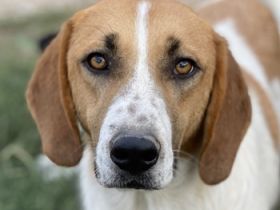 Tonio, geb. ca. 03/2022, lebt in GRIECHENLAND, im städt. Tierheim Serres