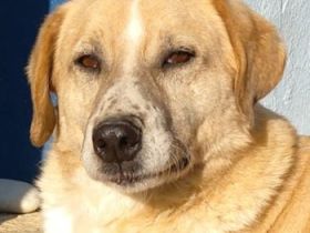 Spike, geb. ca. 05/2019, lebt in GRIECHENLAND, im städt. Tierheim Serres