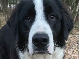 Sloan, geb. ca. 01/2022, lebt in GRIECHENLAND, auf einem Gelände, auf dem die Hunde notdürftig verso