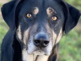 Senri, geb. ca. 11/2018, lebt in GRIECHENLAND, auf einem Gelände, auf dem die Hunde notdürftig verso