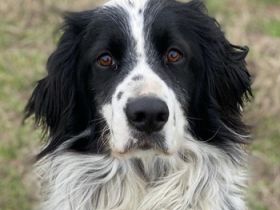 Remo, geb. ca. 01/2020, lebt in GRIECHENLAND, auf einer privaten Pflegestelle