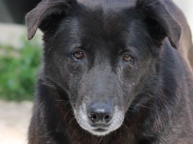 Kenzo, geb. 03/2014, lebt in GRIECHENLAND, im städt. Tierheim Serres