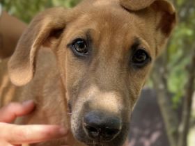 Jamie, geb. ca. 06/2022, lebt in GRIECHENLAND, auf einer privaten Pflegestelle