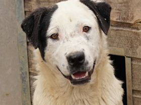 Ronny, geb. ca. 09/2022, lebt in GRIECHENLAND, im städt. Tierheim Serres