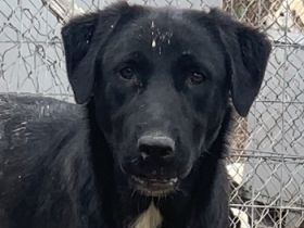 Robi, geb. ca. 09/2022, lebt in GRIECHENLAND, im städt. Tierheim Serres