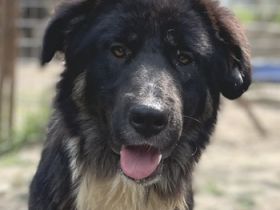 Nugget, geb. ca. 04/2022, lebt in GRIECHENLAND, auf einer privaten Pflegestelle