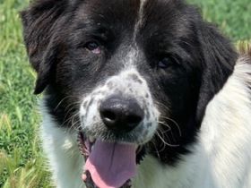 Nitro, geb. ca. 01/2019, lebt in GRIECHENLAND, im städt. Tierheim Serres