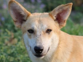 Milio, geb. ca. 09/2022, lebt in GRIECHENLAND, im städt. Tierheim Serres