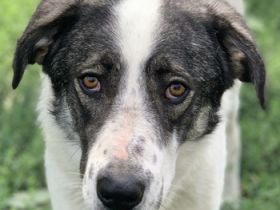 Logino, geb. ca. 03/2020, lebt in GRIECHENLAND, im städt. Tierheim Serres