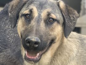 Liam, geb. ca. 09/2022, lebt in GRIECHENLAND, im städt. Tierheim Serres