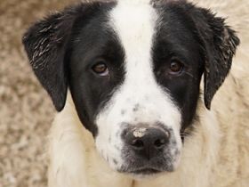 Emil, geb. ca. 09/2022, lebt in GRIECHENLAND, auf einer privaten Pflegestelle