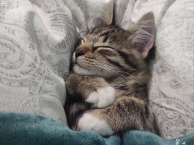 Süßer norwegischer Waldkater Kitten