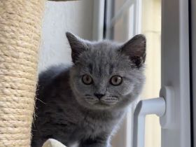 BKH Kitten  mit Stammbaum