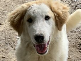 Tobby, geb. ca. 11/2022, lebt in GRIECHENLAND, im städt. Tierheim Serres